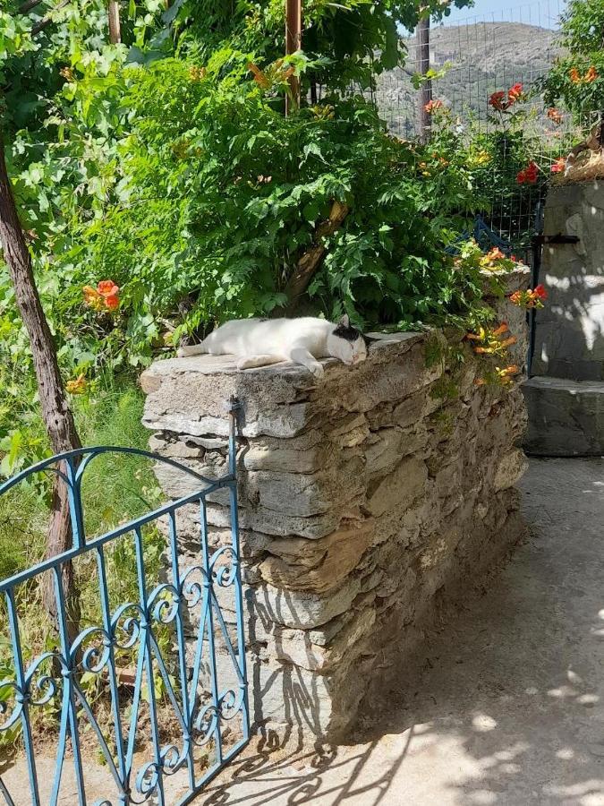 Casa Di Patouria , Stenies Andros Apikia  Kültér fotó